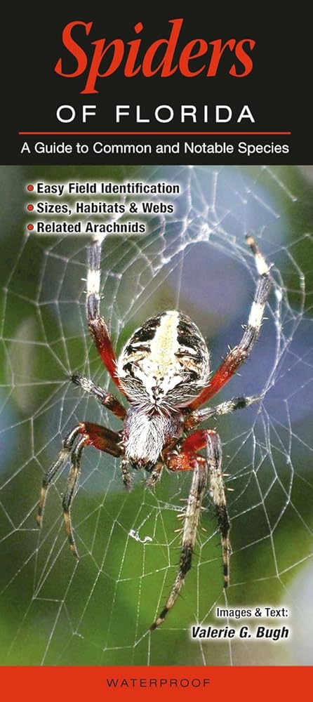 Spiders of Florida: A guide to Common and Notable Species cover image
